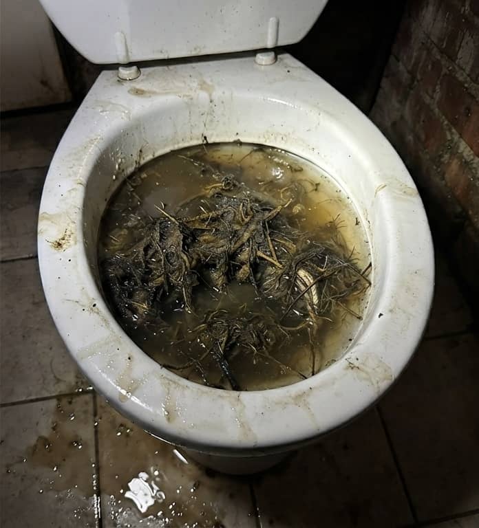WC bouché